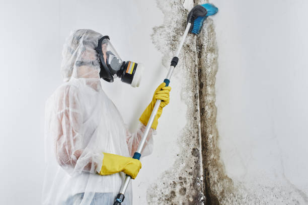 Professional Mold Removal in Chicago Heights, IL