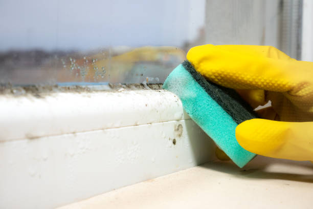 Best Affordable Mold Removal  in Chicago Heights, IL