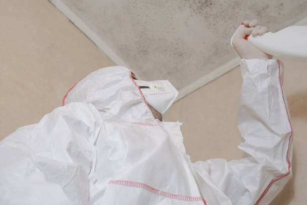 Best Mold Remediation Experts  in Chicago Heights, IL