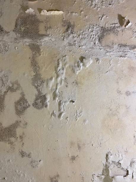 Best Mold Removal Company Near Me  in Chicago Heights, IL