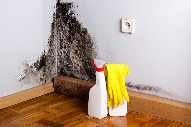 Best Toxic Mold Removal  in Chicago Heights, IL