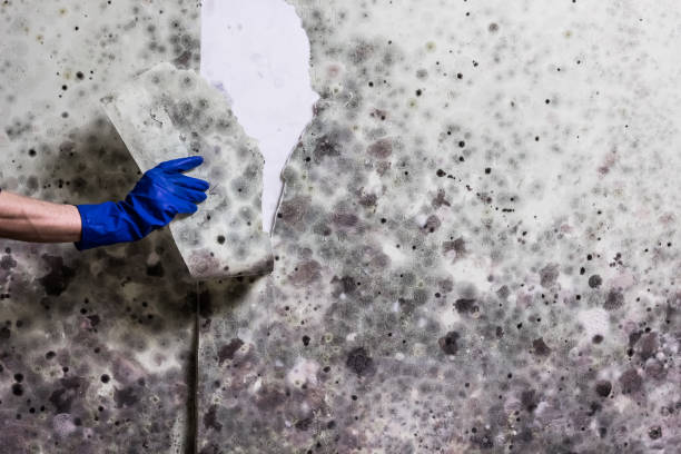 Best Mold Remediation Services  in Chicago Heights, IL