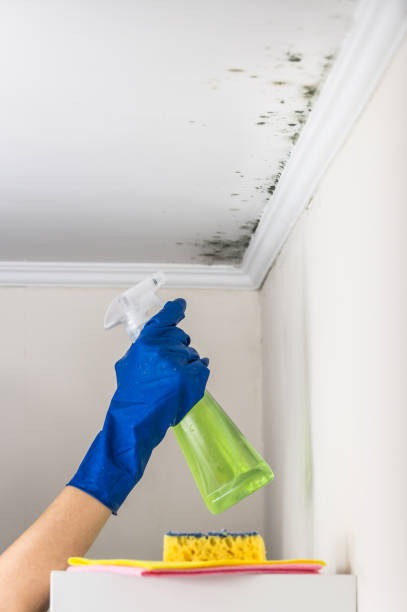 Best Black Mold Removal  in Chicago Heights, IL
