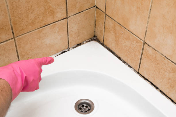Best Mold Cleaning Services  in Chicago Heights, IL